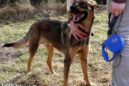 4 letni, uroczy Tobi - czy ktoś go pokocha??,  maz