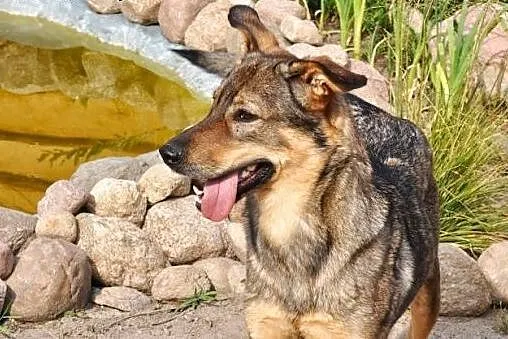 4 letni, uroczy Tobi - czy ktoś go pokocha??,  maz