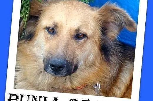 Golden mix,duża,rodzinna,łagodna,spokojna suczka PUNIA.Adopcja,  dolnośląskie Wrocław