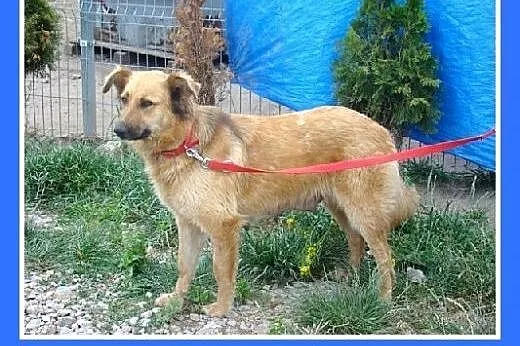 Golden mix,duża,rodzinna,łagodna,spokojna suczka P