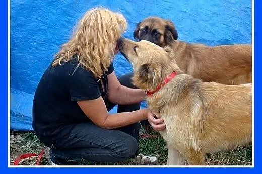 Golden mix,duża,rodzinna,łagodna,spokojna suczka P