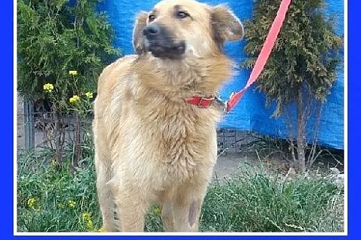 Golden mix,duża,rodzinna,łagodna,spokojna suczka P
