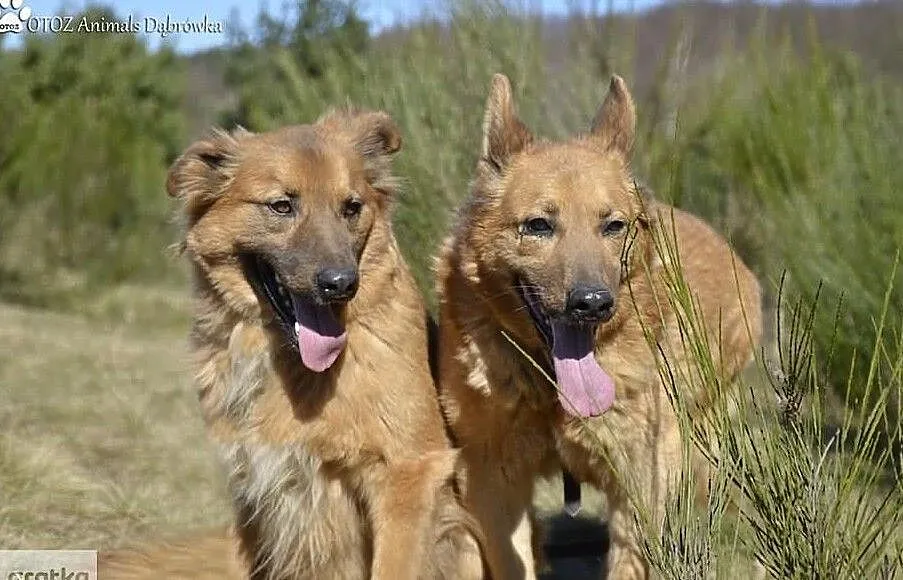 Riki i Laki wspaniały duet poleca się do adopcji, , Dąbrówka