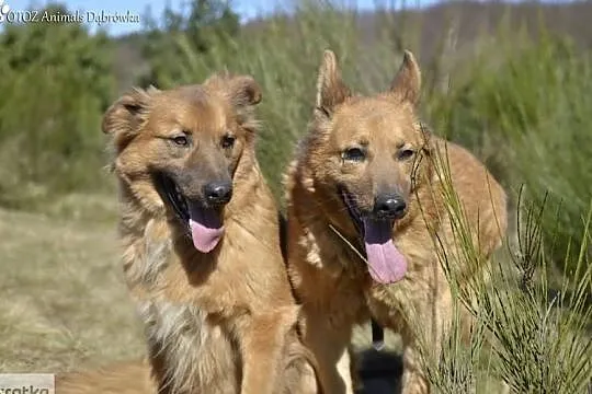 Riki i Laki wspaniały duet poleca się do adopcji, , Dąbrówka
