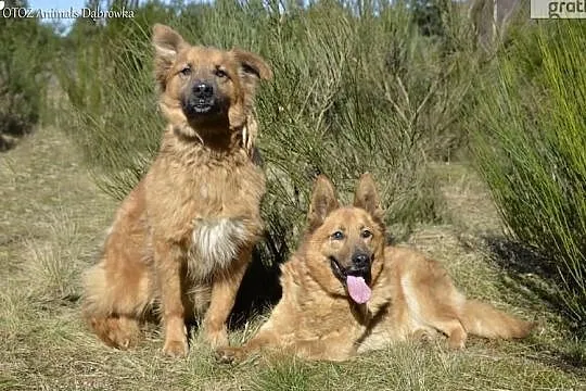 Riki i Laki wspaniały duet poleca się do adopcji, , Dąbrówka