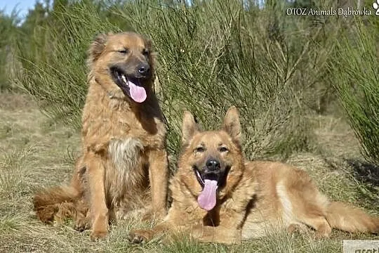 Riki i Laki wspaniały duet poleca się do adopcji, , Dąbrówka