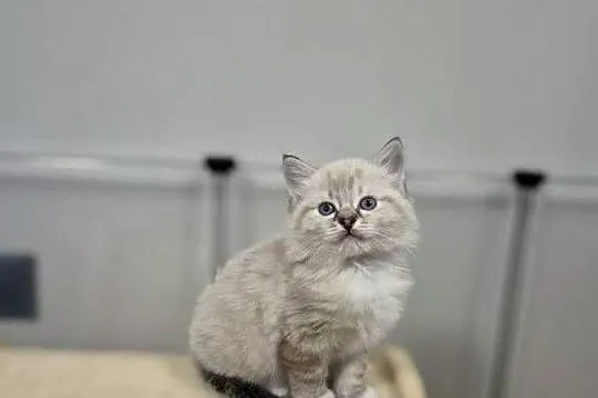 Kocurek ragdoll, Wielkopolskie, Ostrów Wielkopolski