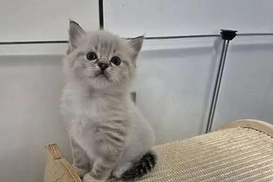 Kocurek ragdoll, Wielkopolskie, Ostrów Wielkopolski