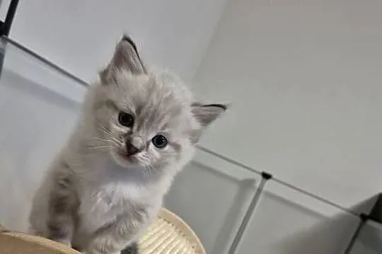 Kocurek ragdoll, Wielkopolskie, Ostrów Wielkopolski