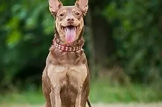 Kelpi, kontaktowa, aktywna suczka w typie KELPIE do adopcji!,  Kundelki cała Polska