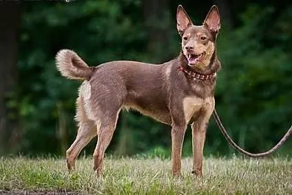 Kelpi, kontaktowa, aktywna suczka w typie KELPIE d