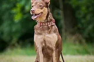 Kelpi, kontaktowa, aktywna suczka w typie KELPIE d