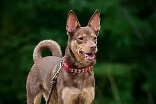 Kelpi, kontaktowa, aktywna suczka w typie KELPIE d