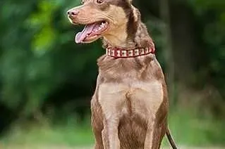 Kelpi, kontaktowa, aktywna suczka w typie KELPIE d