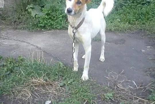 Dwa samotne, grzeczne psiaki szukają wspólnego mie