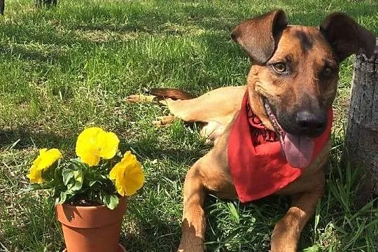 Carmel - tak bardzo pragnę mieć wreszcie swój dome