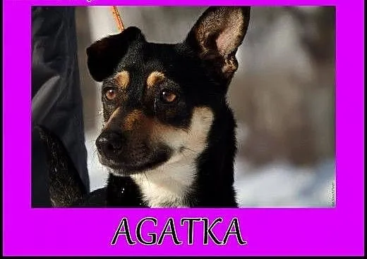 Mała ,młoda,wesola suczka . Adopcja !, małopolski