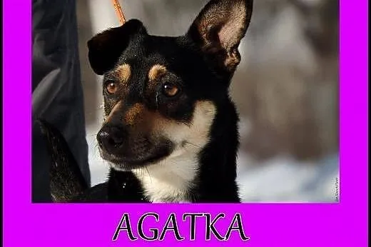 Mała ,młoda,wesola suczka . Adopcja !,  małopolski