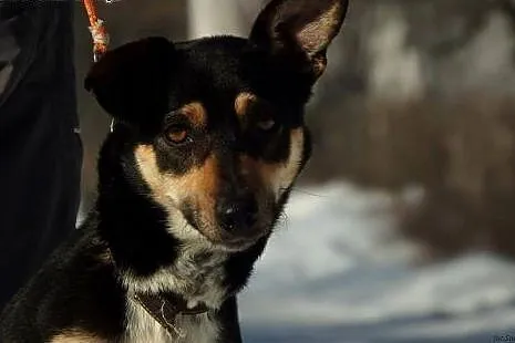 Mała ,młoda,wesola suczka . Adopcja !,  małopolski