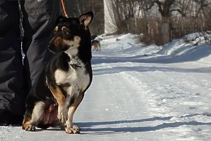 Mała ,młoda,wesola suczka . Adopcja !,  małopolski