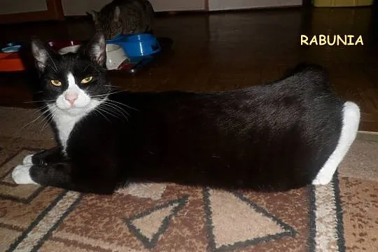 Śliczna, 10 miesięczna wyjątkowa kotka Rabies szuk