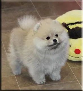 Szczenięta miniaturowe pomeraniana dostępne dla kochających domów., Łódzkie, Łódź