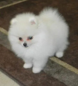 Szczenięta miniaturowe pomeraniana dostępne dla kochających domów., Łódzkie, Łódź