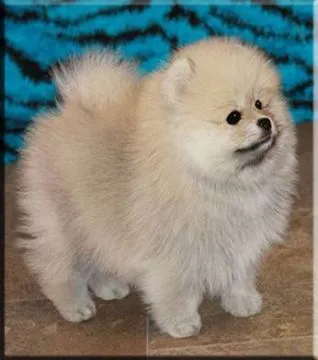 Szczenięta miniaturowe pomeraniana dostępne dla kochających domów., Łódzkie, Łódź