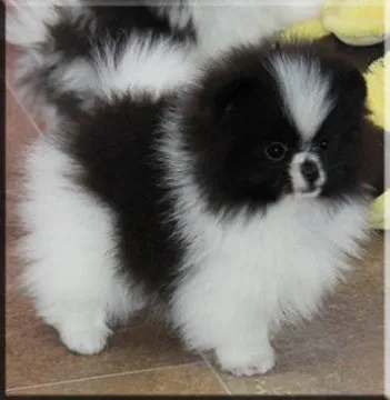 Szczenięta miniaturowe pomeraniana dostępne dla kochających domów., Łódzkie, Łódź