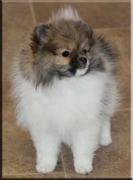 Szczenięta miniaturowe pomeraniana dostępne dla kochających domów., Łódzkie, Łódź
