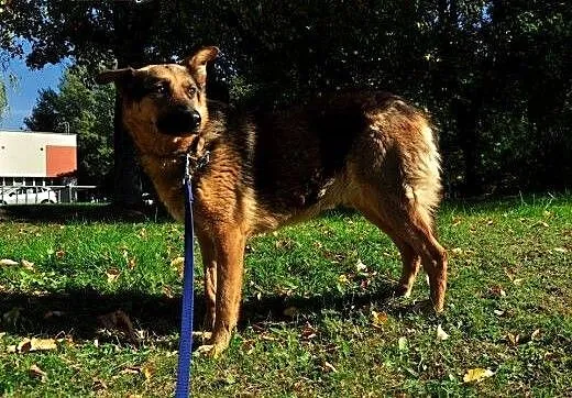 Owczarkowata Daisy szuka domu, warmińsko-mazurski