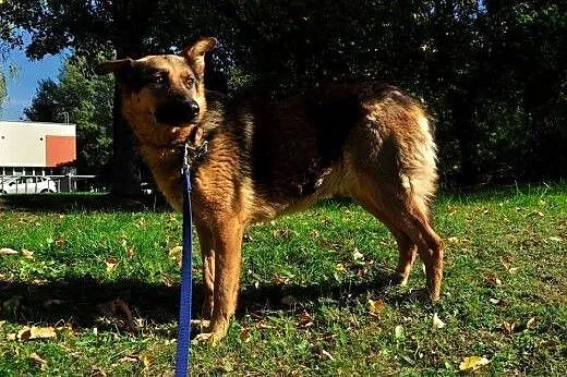 Owczarkowata Daisy szuka domu,  warmińsko-mazurski