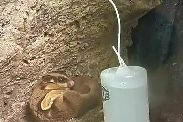 Lotopałanka petaurus breviceps Zwierze PARA, Podkarpackie, Rzeszów