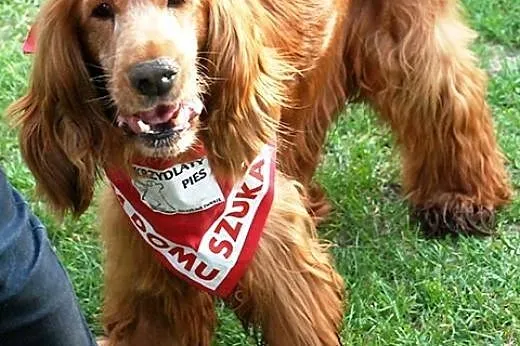 Wikuś energiczny, starszy, przyjacielski cocer spaniel ADOPCJA, Kundelki cała Polska