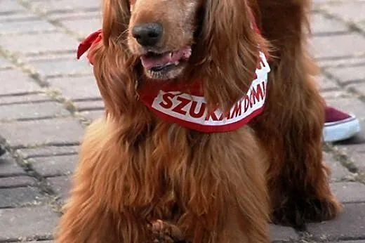 Wikuś energiczny, starszy, przyjacielski cocer spa