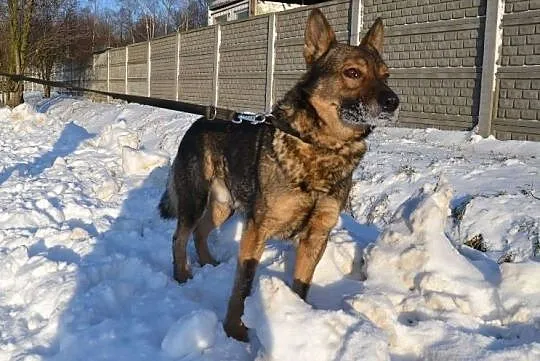 Aleks - owczarkowaty psiak do ADOPCJI pięknie prosi o dom nim nadejdą mrozy, Śląskie, Katowice