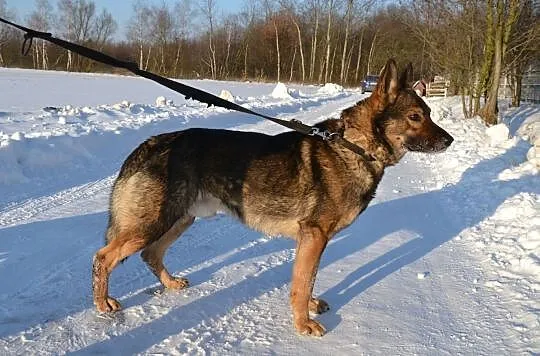 Aleks - owczarkowaty psiak do ADOPCJI pięknie prosi o dom nim nadejdą mrozy, Śląskie, Katowice