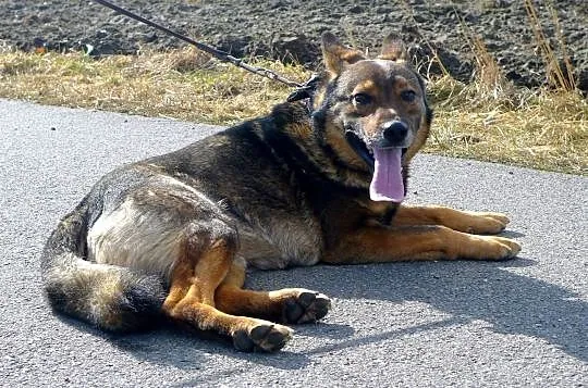 Aleks - owczarkowaty psiak do ADOPCJI pięknie prosi o dom nim nadejdą mrozy, Śląskie, Katowice