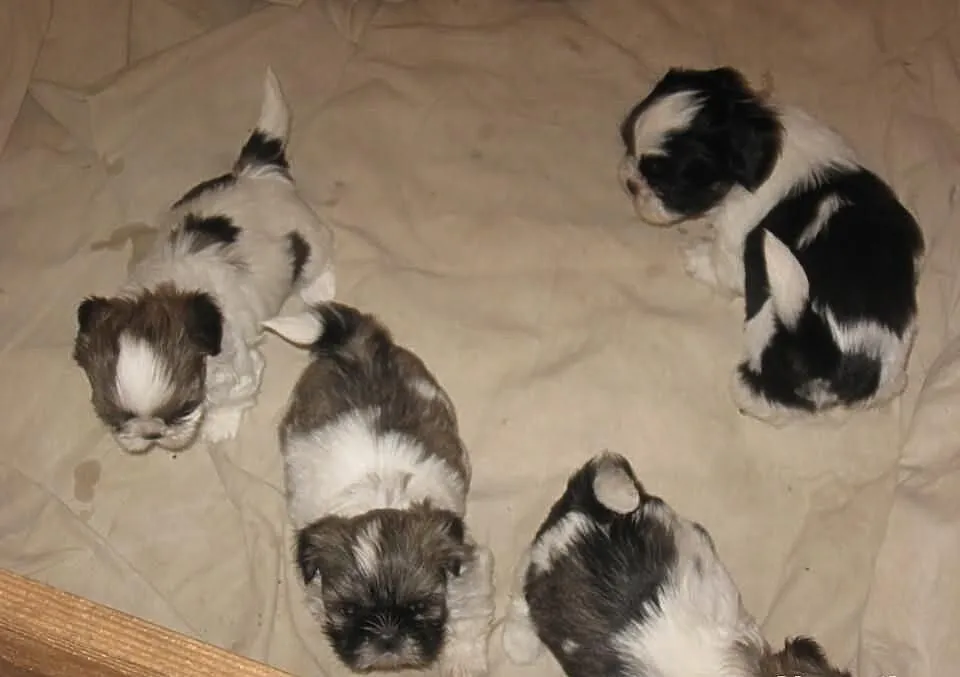 Shih tzu do rezerwacji