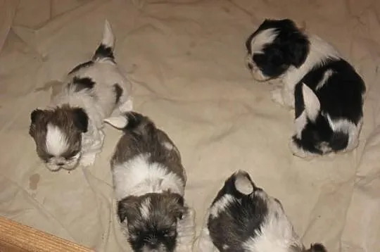 Shih tzu do rezerwacji