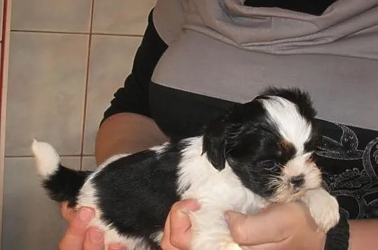 Shih tzu do rezerwacji
