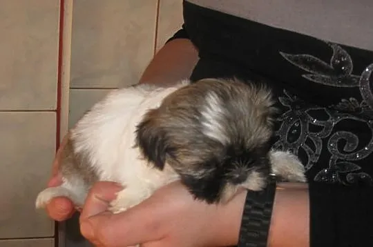 Shih tzu do rezerwacji