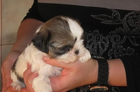 Shih tzu do rezerwacji