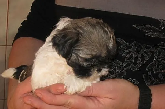Shih tzu do rezerwacji