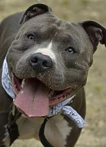 Draco 1,5 roczny amstaff czeka na dom, śląskie So