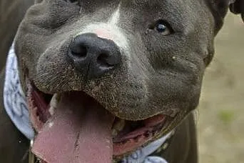 Draco 1,5 roczny amstaff czeka na dom,  śląskie So