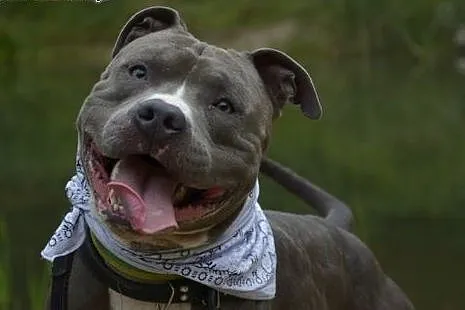 Draco 1,5 roczny amstaff czeka na dom,  śląskie So