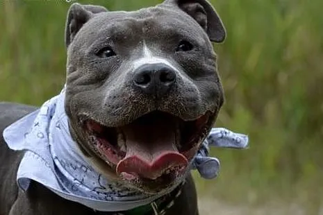 Draco 1,5 roczny amstaff czeka na dom,  śląskie So
