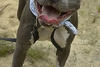 Draco 1,5 roczny amstaff czeka na dom,  śląskie So