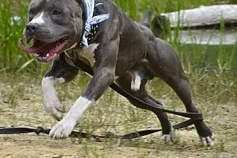 Draco 1,5 roczny amstaff czeka na dom,  śląskie So